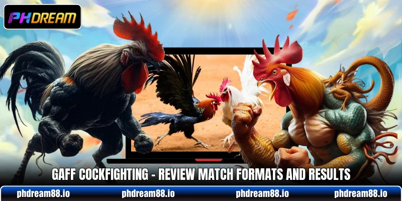 Gaff Cockfighting - Review Match Formats And Results